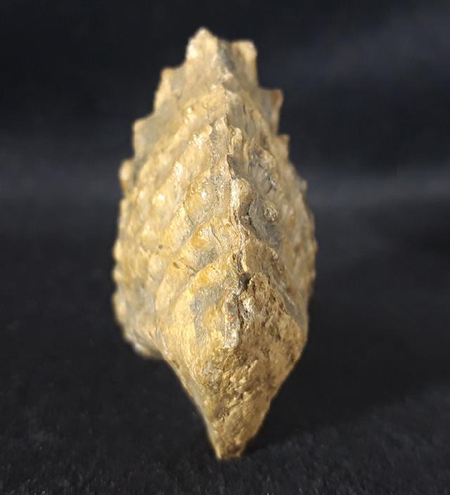 Scaphotrigonia navis (LAMARCK 1819) - Bild &copy; FossNet FossilienStore